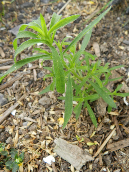 Pflanzenbild gross Besen-Radmelde - Bassia scoparia