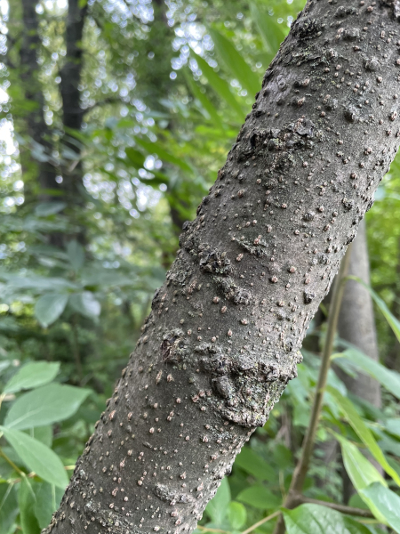 Pflanzenbild gross Lotuspflaume - Diospyros lotus