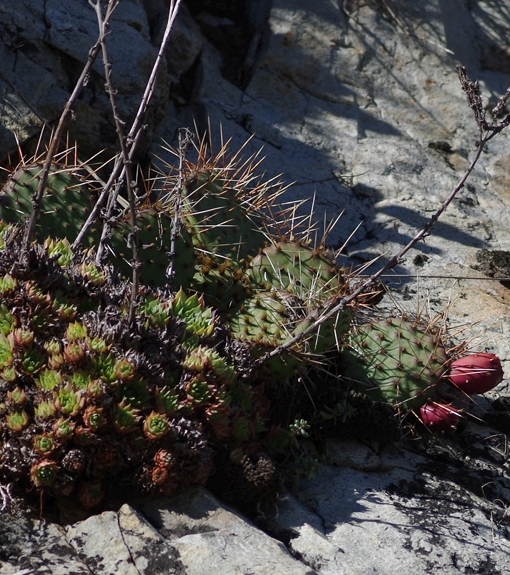 Pflanzenbild gross Mattstacheliger Feigenkaktus - Opuntia phaeacantha