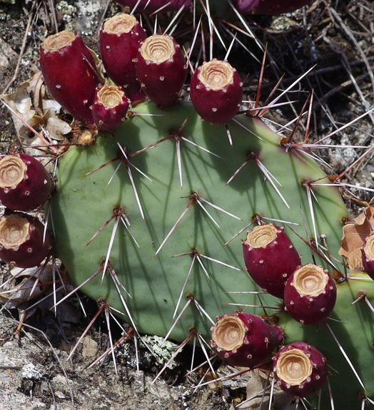 Pflanzenbild gross Mattstacheliger Feigenkaktus - Opuntia phaeacantha