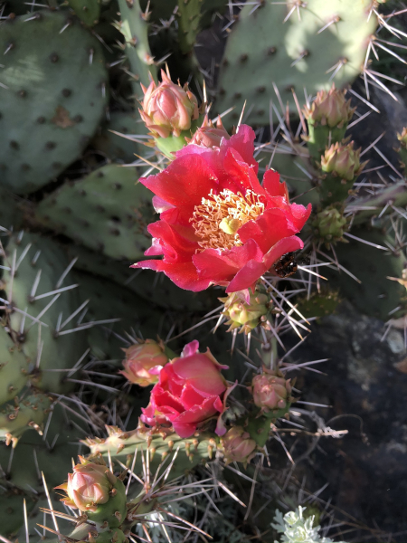 Pflanzenbild gross Mattstacheliger Feigenkaktus - Opuntia phaeacantha