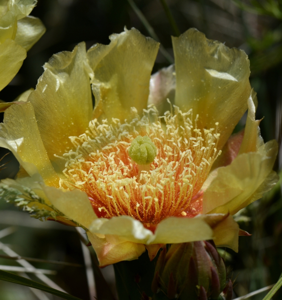 Pflanzenbild gross Mattstacheliger Feigenkaktus - Opuntia phaeacantha