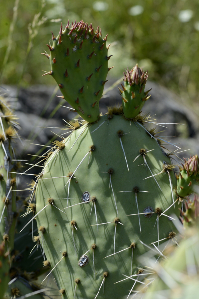 Pflanzenbild gross Mattstacheliger Feigenkaktus - Opuntia phaeacantha