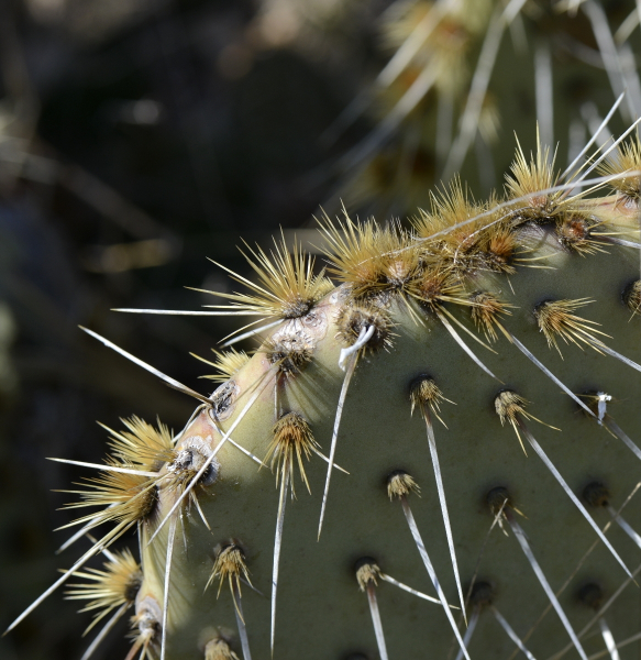 Pflanzenbild gross Mattstacheliger Feigenkaktus - Opuntia phaeacantha