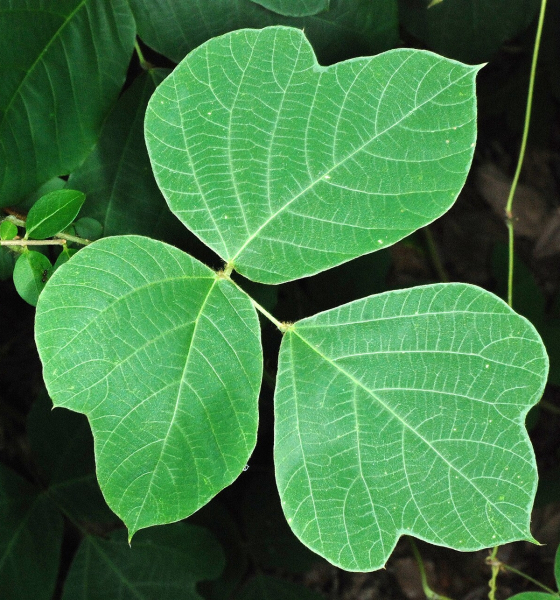 Pflanzenbild gross Kopoubohne - Pueraria lobata