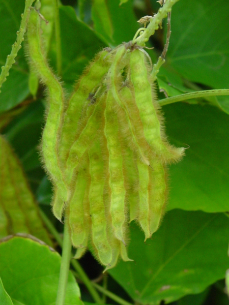 Pflanzenbild gross Kopoubohne - Pueraria lobata