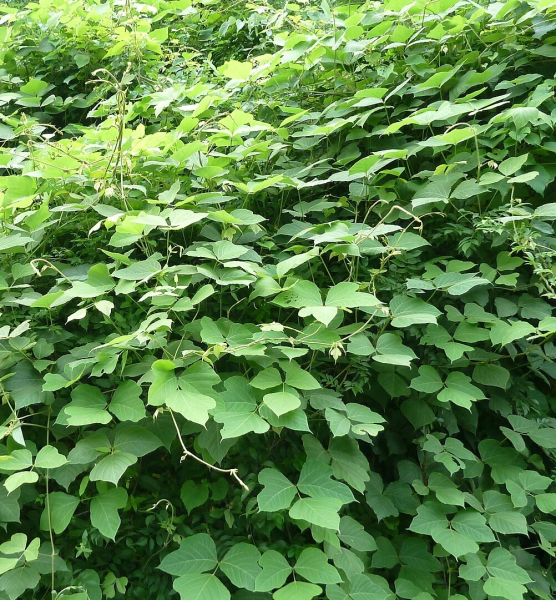 Pflanzenbild gross Kopoubohne - Pueraria lobata