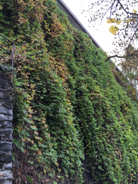 Pflanzenbild gross Kopoubohne - Pueraria lobata