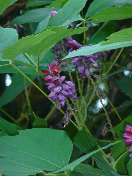 Pflanzenbild gross Kopoubohne - Pueraria lobata