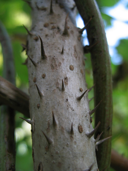 Pflanzenbild gross Japanische Aralie - Aralia elata
