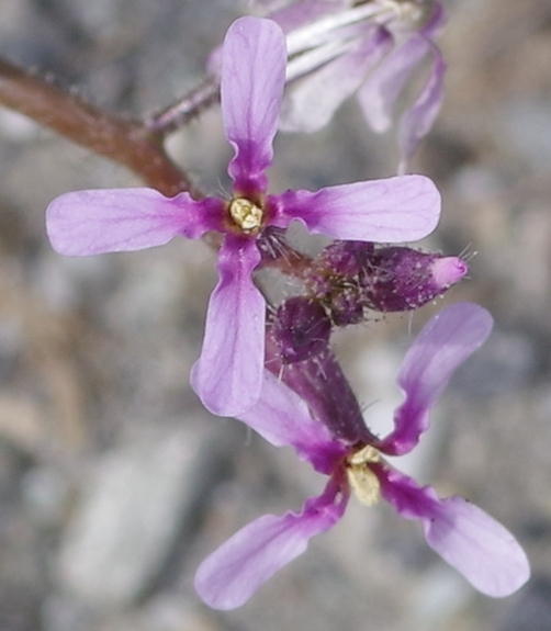 Pflanzenbild gross Zarte Gliederschote - Chorispora tenella