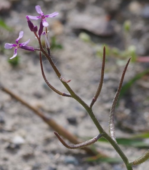 Pflanzenbild gross Zarte Gliederschote - Chorispora tenella