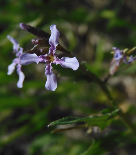 Pflanzenbild gross Zarte Gliederschote - Chorispora tenella
