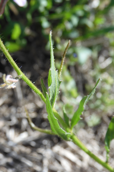 Pflanzenbild gross Zarte Gliederschote - Chorispora tenella