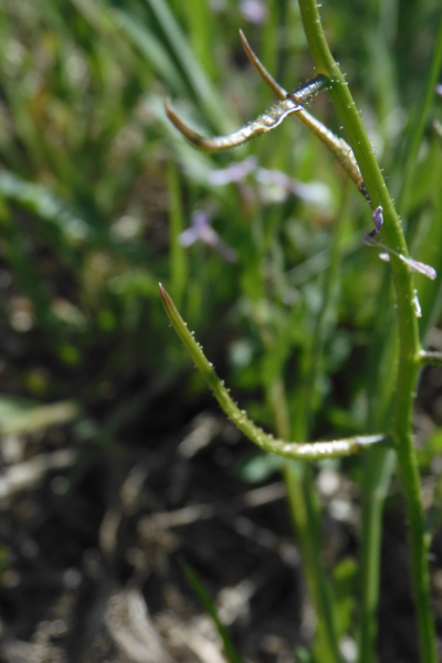 Pflanzenbild gross Zarte Gliederschote - Chorispora tenella