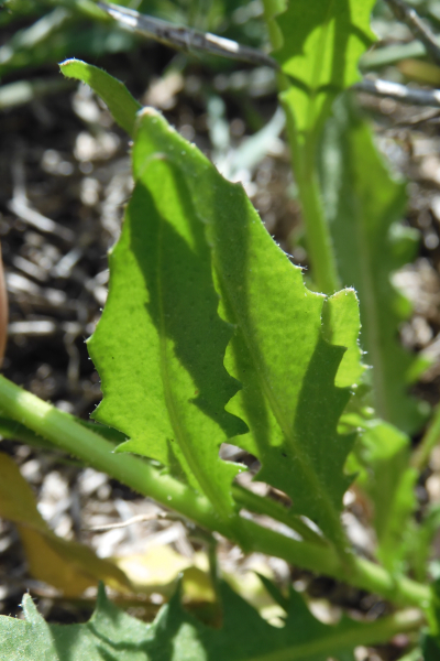 Pflanzenbild gross Zarte Gliederschote - Chorispora tenella