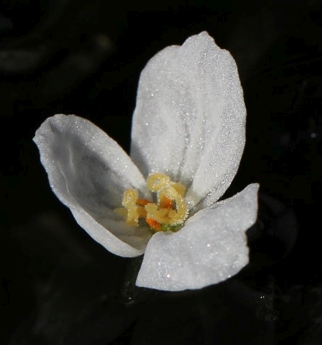 Pflanzenbild gross Dichtblättrige Wasserpest - Elodea densa
