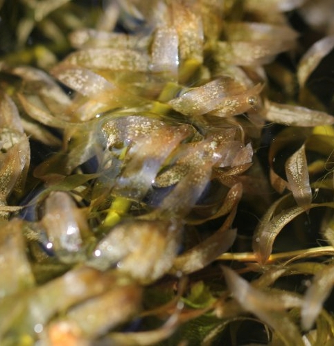 Pflanzenbild gross Dichtblättrige Wasserpest - Elodea densa
