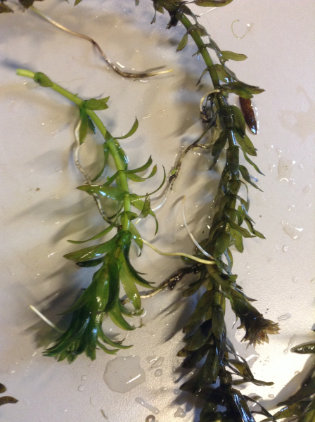 Pflanzenbild gross Dichtblättrige Wasserpest - Elodea densa