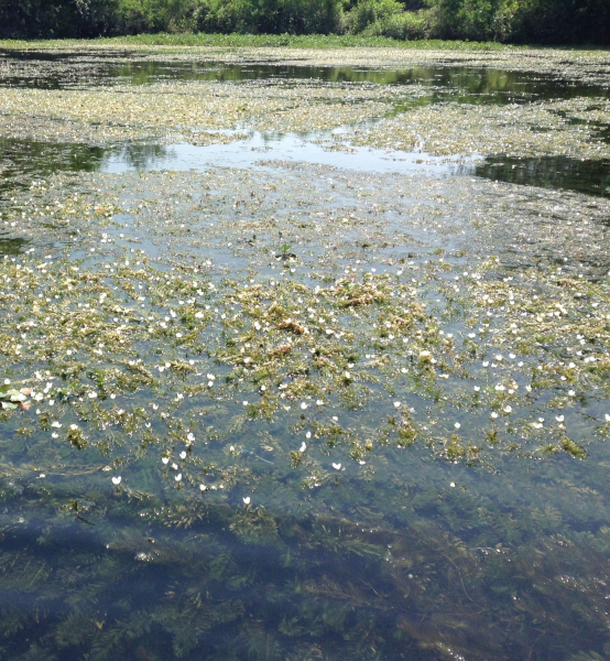 Pflanzenbild gross Dichtblättrige Wasserpest - Elodea densa