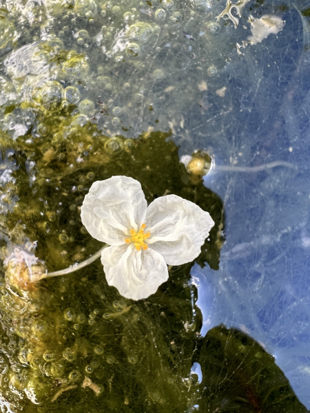 Pflanzenbild gross Dichtblättrige Wasserpest - Elodea densa