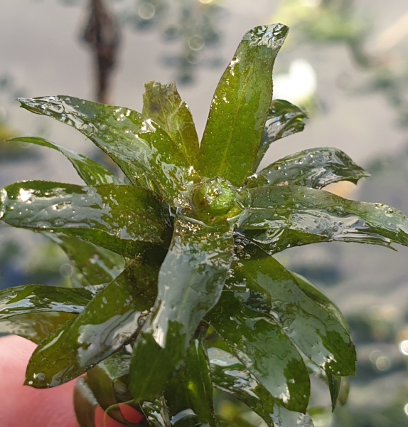 Pflanzenbild gross Dichtblättrige Wasserpest - Elodea densa
