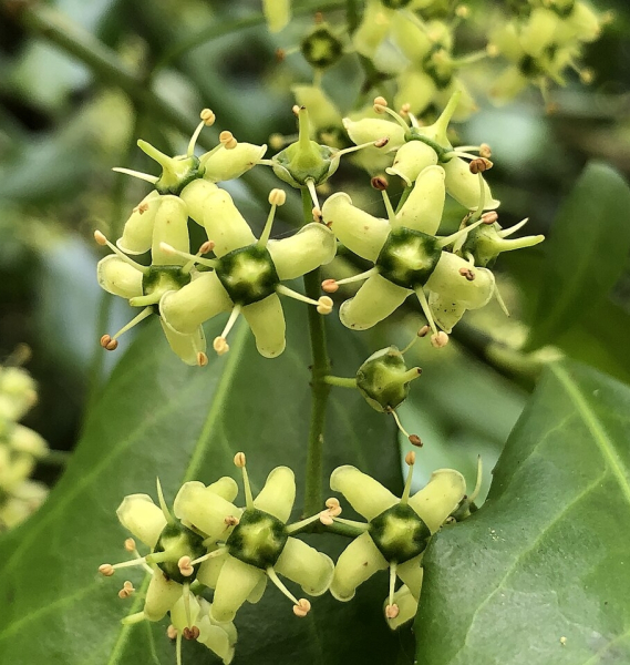 Pflanzenbild gross Kletter-Spindelstrauch - Euonymus fortunei