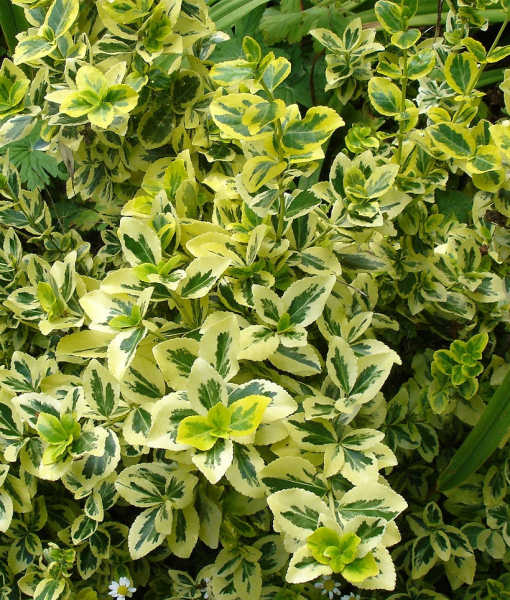 Pflanzenbild gross Kletter-Spindelstrauch - Euonymus fortunei