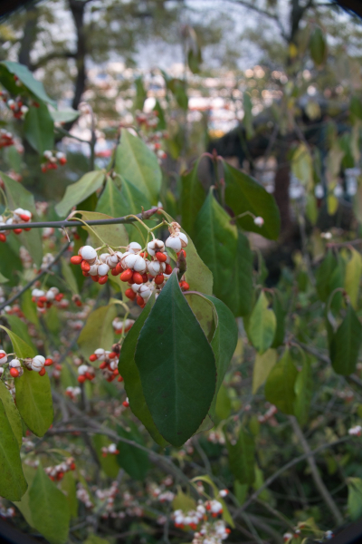 Pflanzenbild gross Kletter-Spindelstrauch - Euonymus fortunei