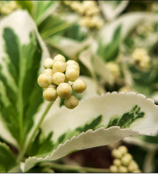 Pflanzenbild gross Kletter-Spindelstrauch - Euonymus fortunei