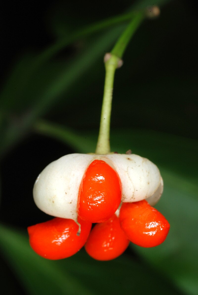 Pflanzenbild gross Kletter-Spindelstrauch - Euonymus fortunei
