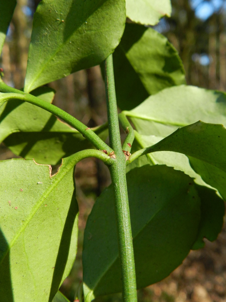 Pflanzenbild gross Kletter-Spindelstrauch - Euonymus fortunei