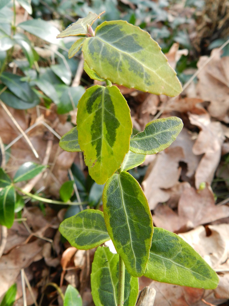 Pflanzenbild gross Kletter-Spindelstrauch - Euonymus fortunei