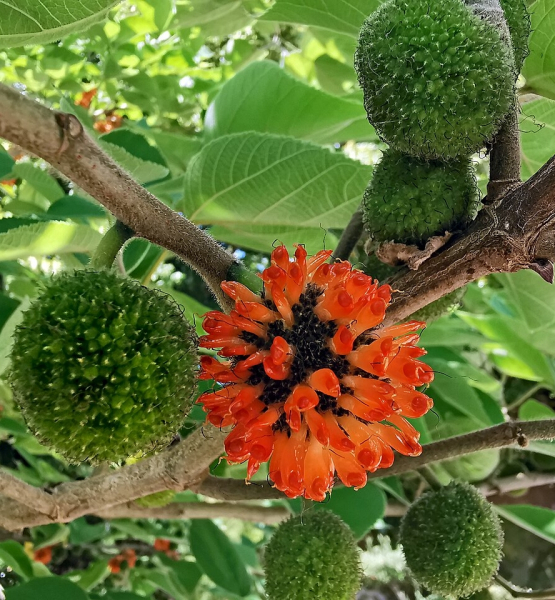 Pflanzenbild gross Papiermaulbeerbaum - Broussonetia papyrifera