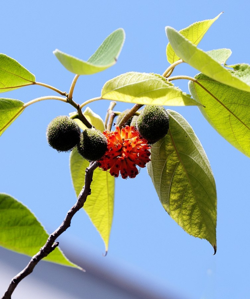Pflanzenbild gross Papiermaulbeerbaum - Broussonetia papyrifera