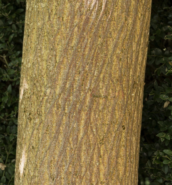 Pflanzenbild gross Papiermaulbeerbaum - Broussonetia papyrifera