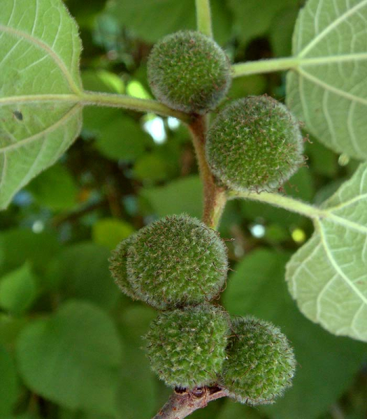 Pflanzenbild gross Papiermaulbeerbaum - Broussonetia papyrifera