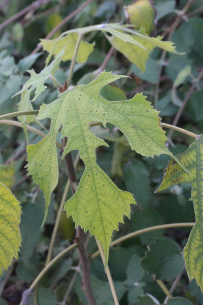 Pflanzenbild gross Papiermaulbeerbaum - Broussonetia papyrifera