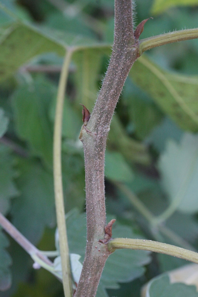 Pflanzenbild gross Papiermaulbeerbaum - Broussonetia papyrifera