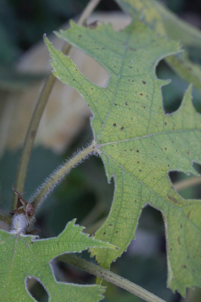 Pflanzenbild gross Papiermaulbeerbaum - Broussonetia papyrifera