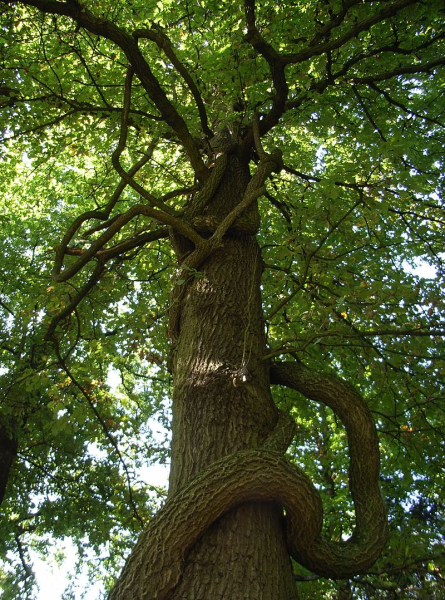 Pflanzenbild gross Rundblättriger Baumwürger - Celastrus orbiculatus