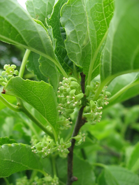 Pflanzenbild gross Rundblättriger Baumwürger - Celastrus orbiculatus