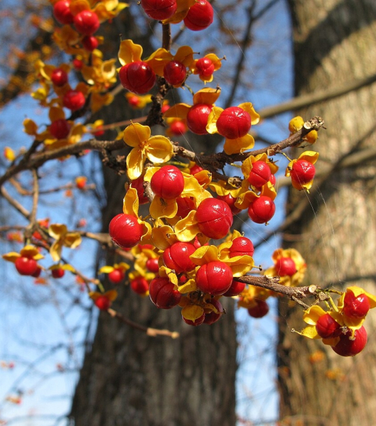 Pflanzenbild gross Rundblättriger Baumwürger - Celastrus orbiculatus