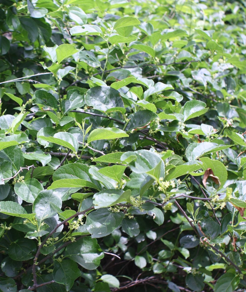 Pflanzenbild gross Rundblättriger Baumwürger - Celastrus orbiculatus
