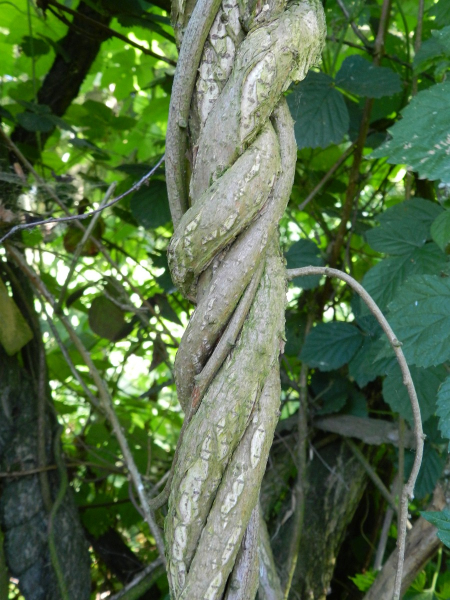 Pflanzenbild gross Rundblättriger Baumwürger - Celastrus orbiculatus