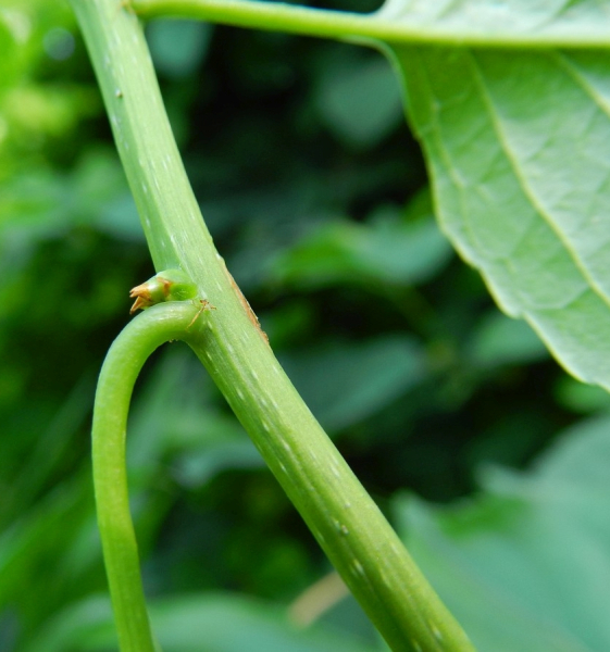 Pflanzenbild gross Rundblättriger Baumwürger - Celastrus orbiculatus