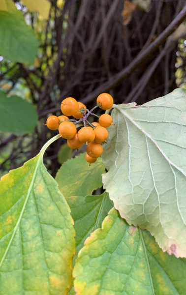Pflanzenbild gross Rundblättriger Baumwürger - Celastrus orbiculatus