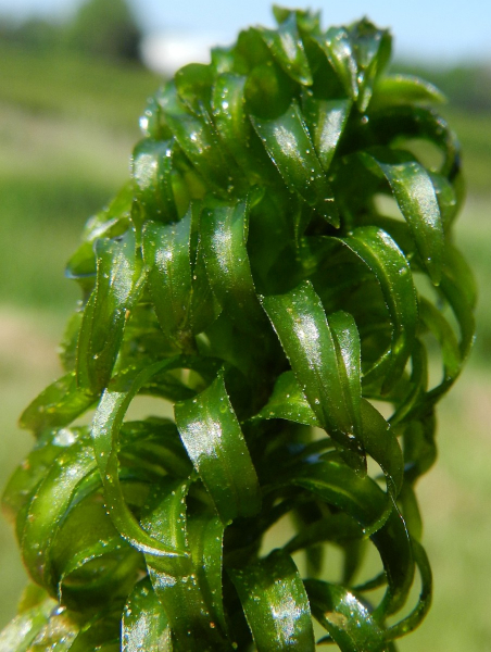 Pflanzenbild gross Schmalrohr - Lagarosiphon major