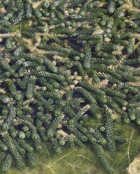 Pflanzenbild gross Schmalrohr - Lagarosiphon major