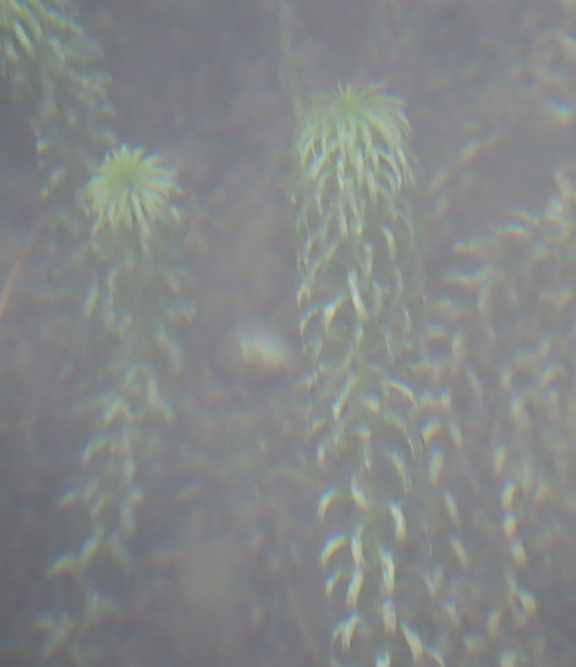 Pflanzenbild gross Schmalrohr - Lagarosiphon major